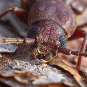 Bedbug Control