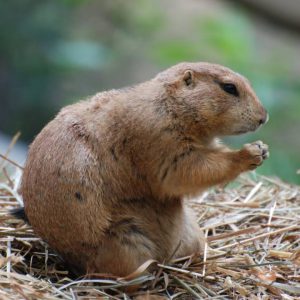 Rodent Control