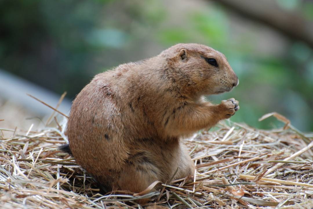 Rodent Control